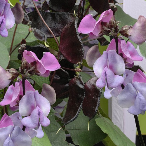 Ruby moon hyacinth bean - moon, vine